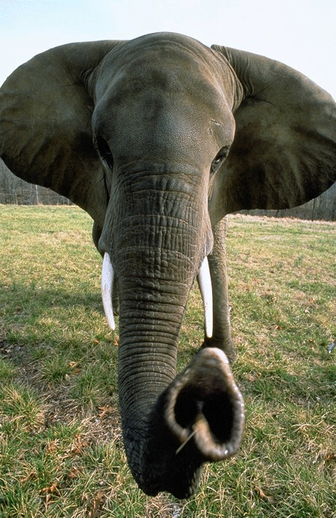 Elephant